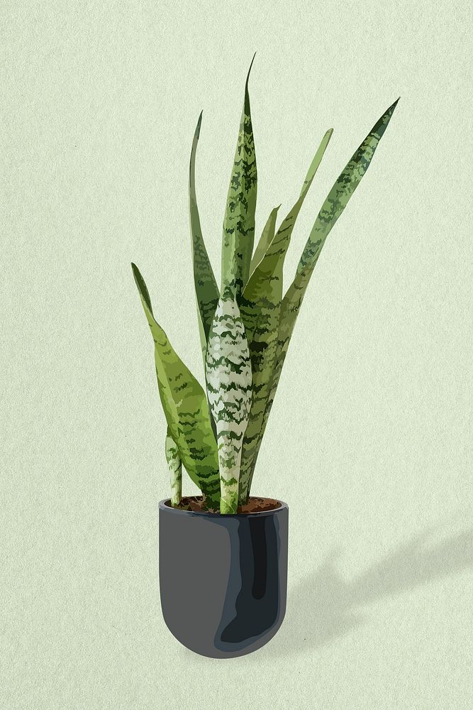 Snake plant, home decoration, aesthetic illustration