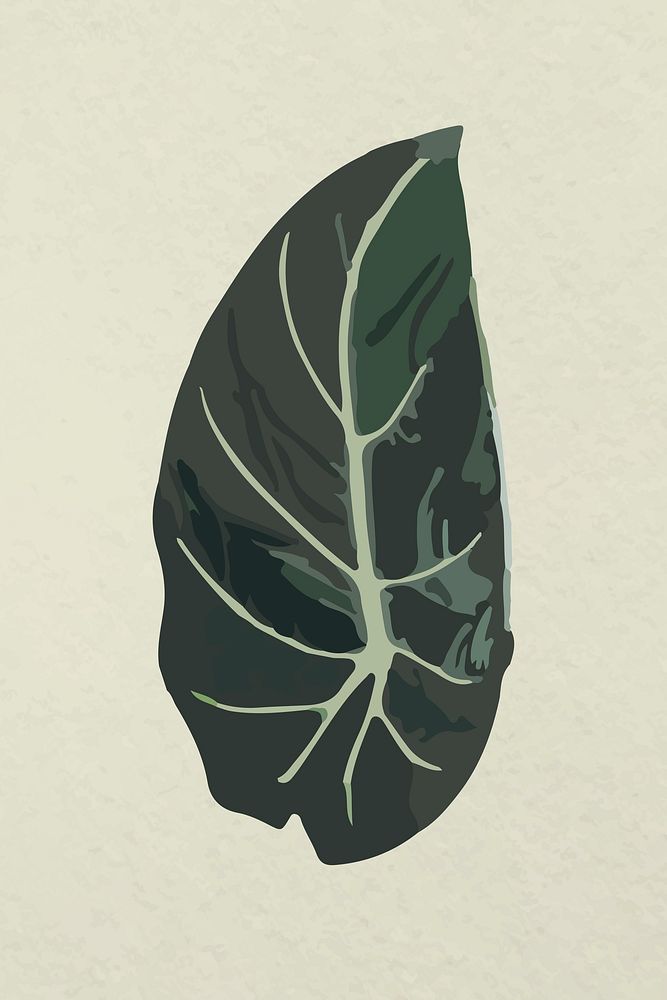 Leaf image vector, green Black Belvet Alocasia plant