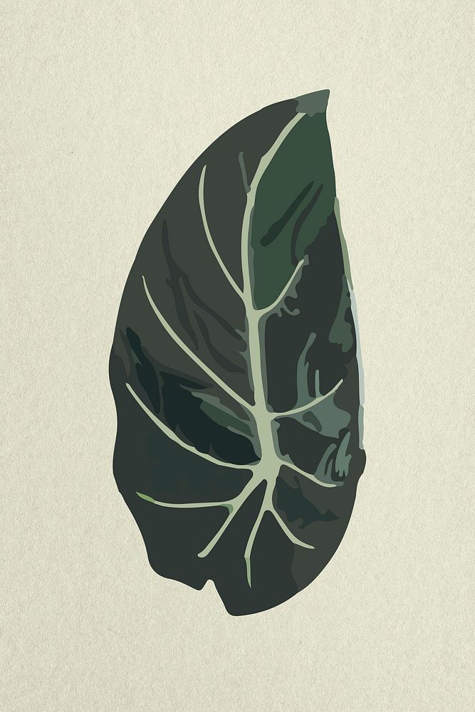 Leaf image, green Black Belvet Alocasia plant