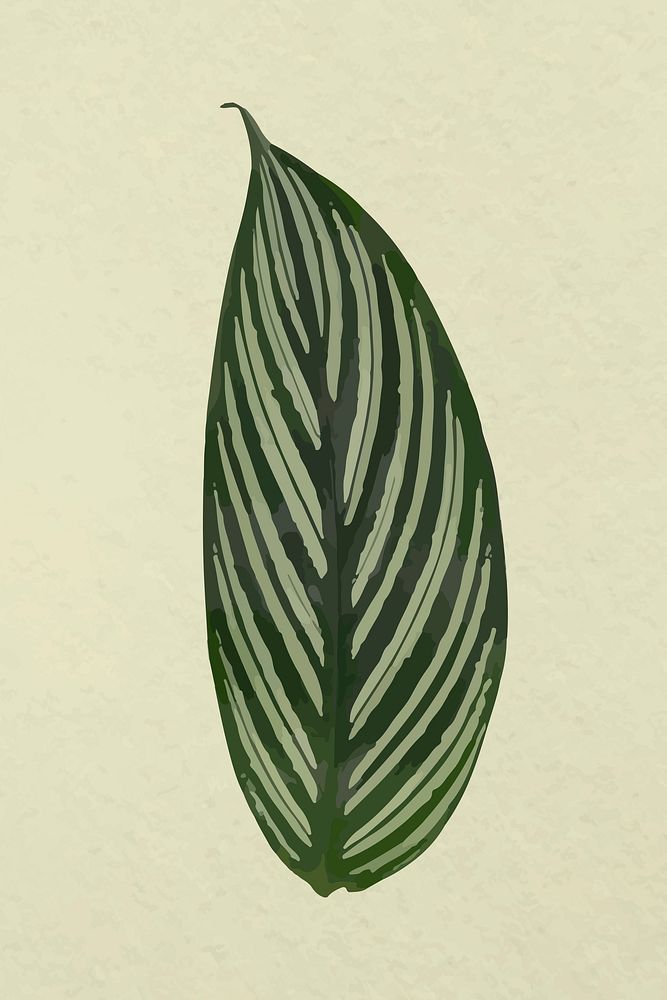 Leaf image vector, green Calathea plant