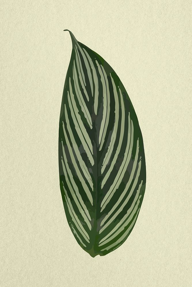 Leaf image, green Calathea plant