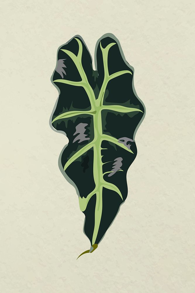 Leaf image vector, green African Mask Plant plant