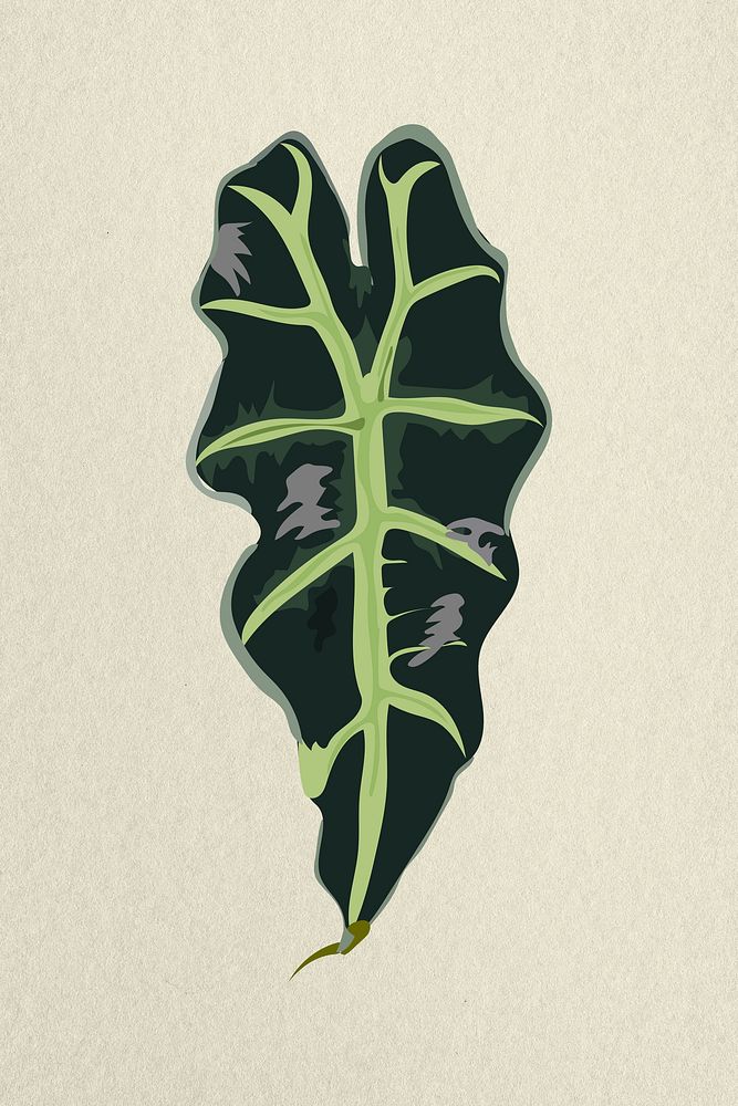Leaf image, green African Mask Plant plant