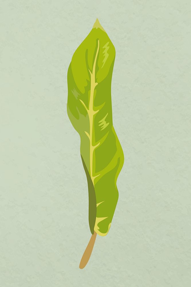 Leaf image vector, green Camille plant