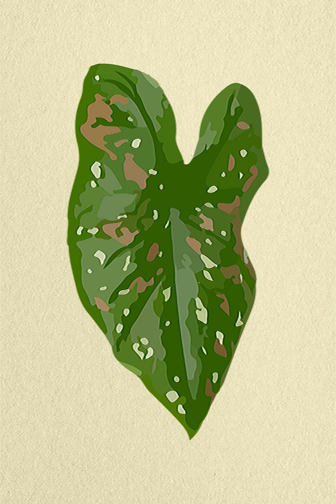 Leaf image psd, green African Mask Plant plant