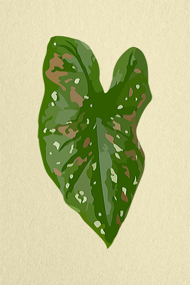 Leaf image, green African Mask Plant plant