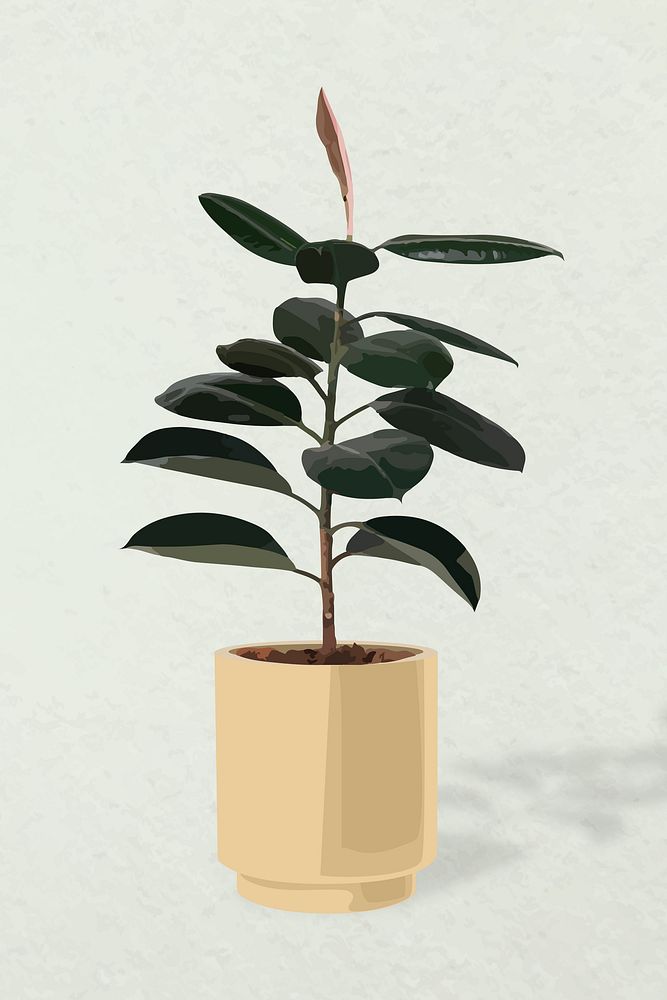 Plant vector art, rubber plant in a flower pot
