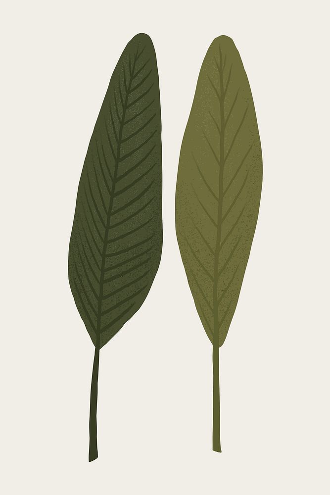 Leaf psd plant botanical illustration