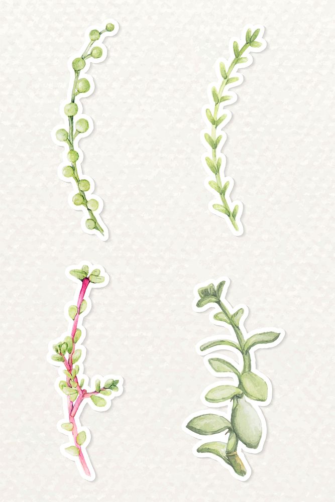 Hand drawn succulent plant sticker vector set