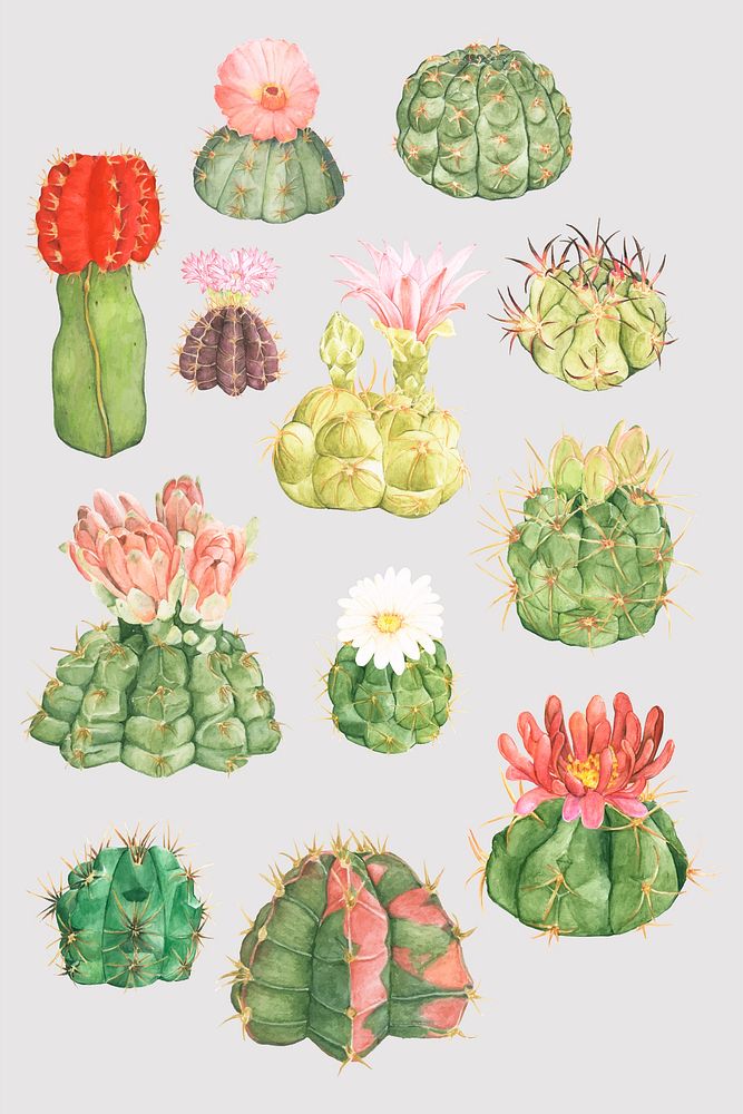 Colorful desert cactus flower collection