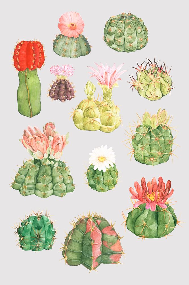 Hand-drawn cactus flower psd sticker collection