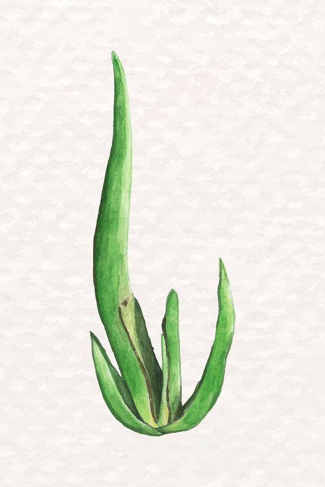 Desert succulent aloe suzannae psd watercolor