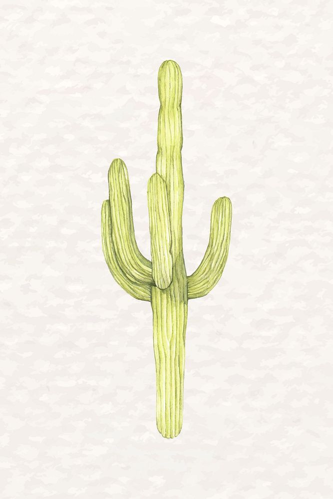 Desert cactus watercolor psd Saguaro 