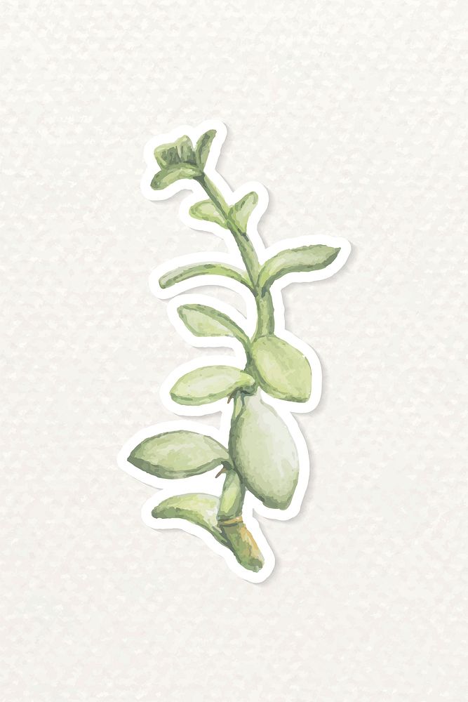 Watercolor senecio crassissimus succulent sticker vector