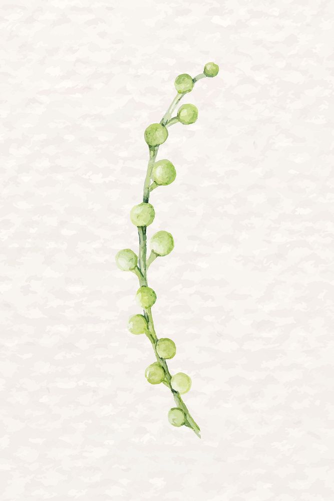 String of pearls succulent psd watercolor desert plant