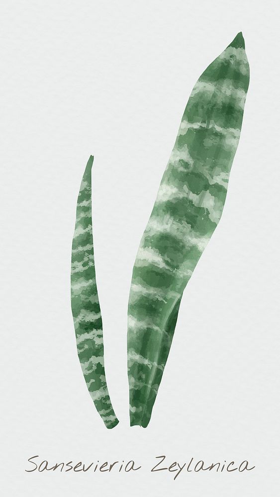 Psd sansevieria zeylanica leaf watercolor botanical