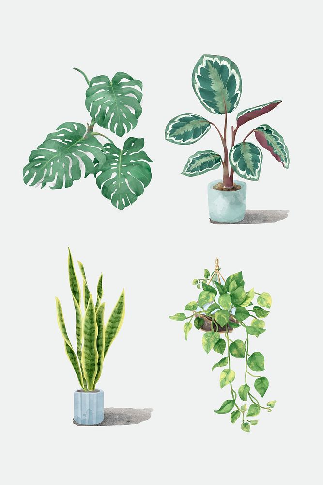 Vector watercolor botanical plant set