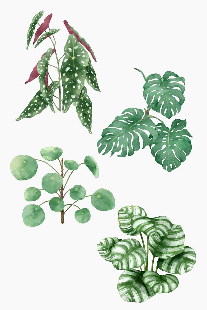 Vector watercolor botanical plant set