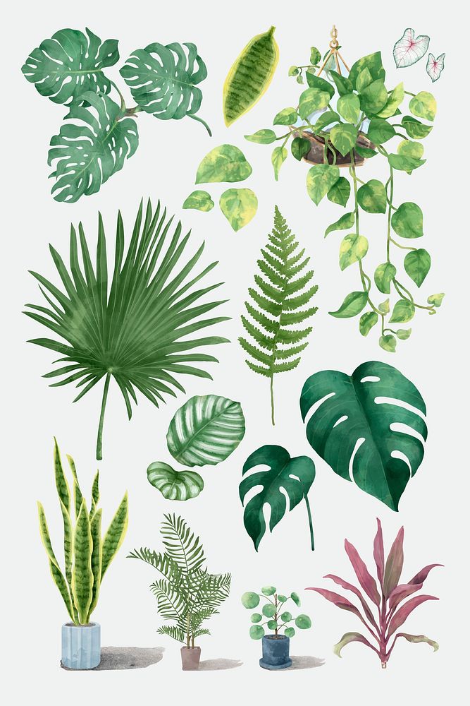 Vector watercolor tropical plant set