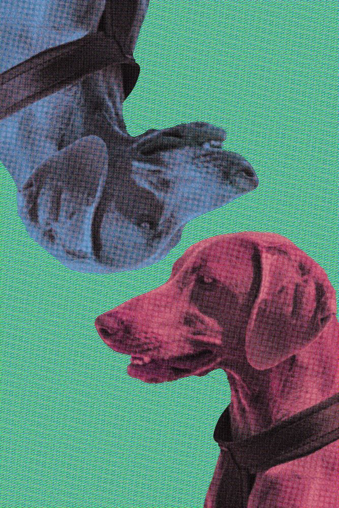 Cute Weimaraner dog portrait pop art style