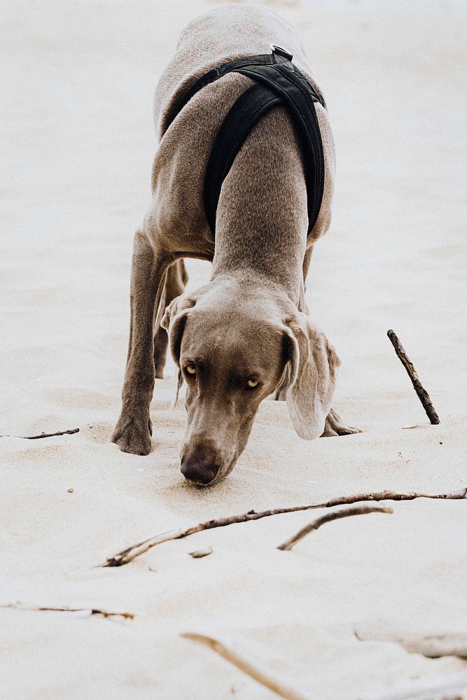 Weimaraner dog playing in the sand at the beach