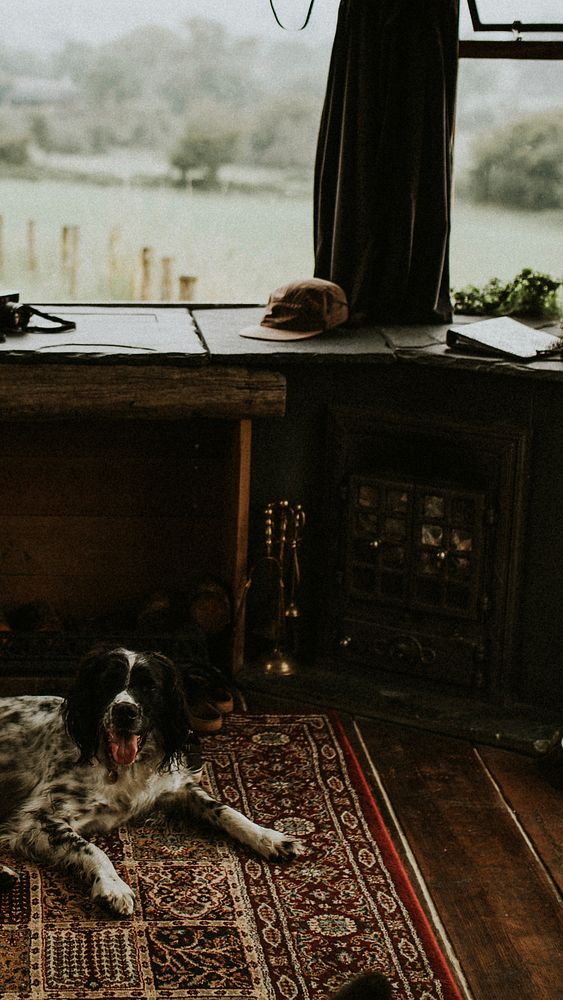 Dog relaxing on the floor in a cabin