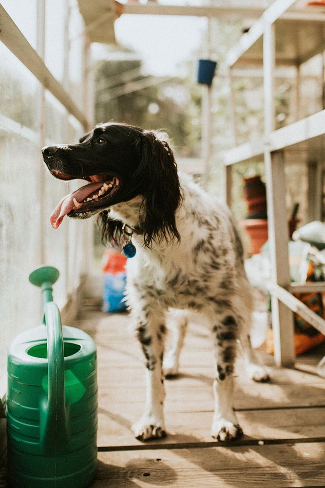 English Springer Spaniel dog in a greenhouse