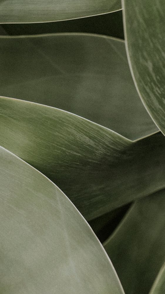 Succulent plant phone wallpaper, aesthetic nature dark image