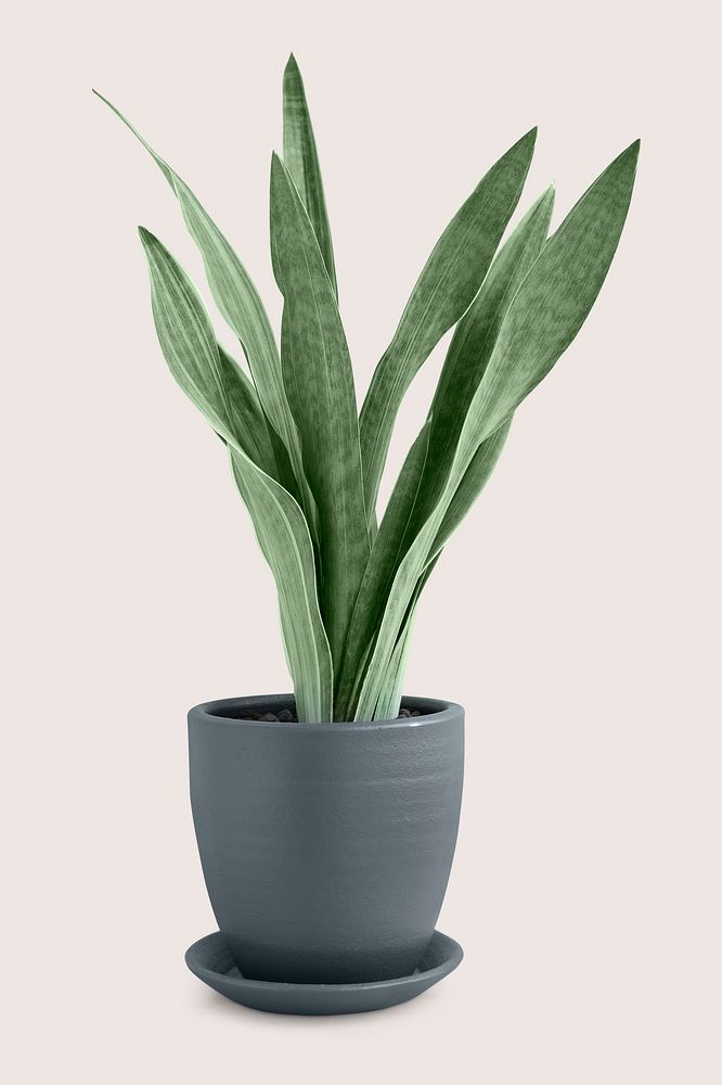 Snake plant, houseplant, home decoration on off white background