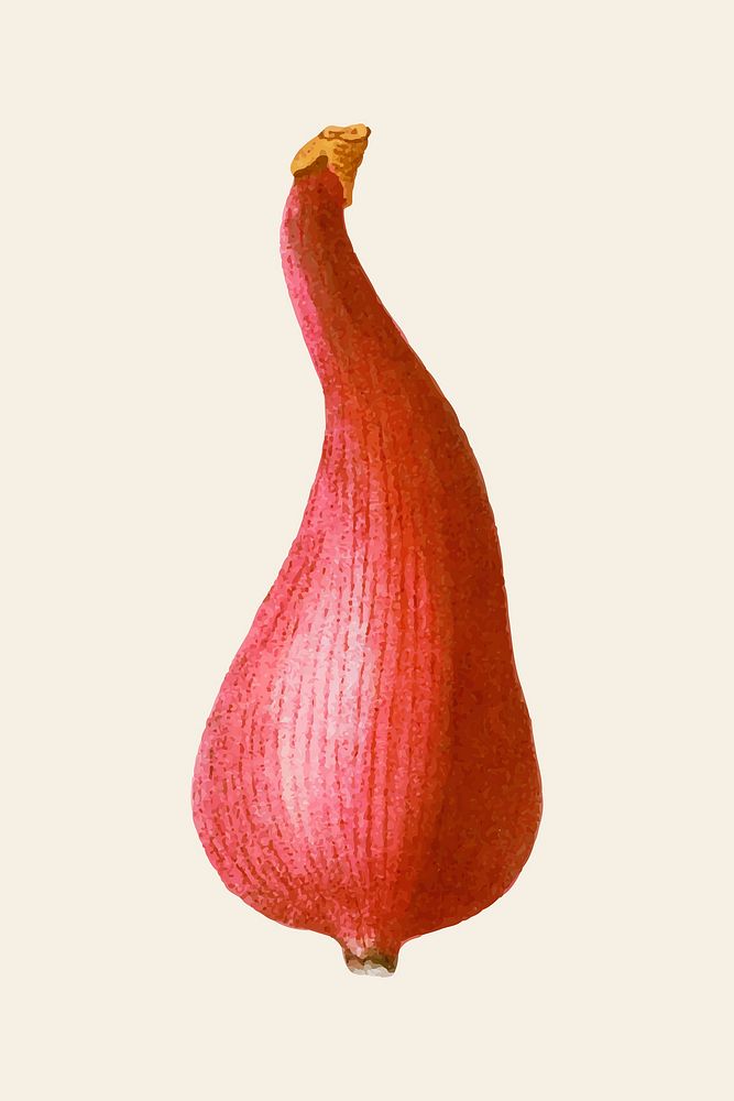 Hand drawn fig vector fruit vintage illustration