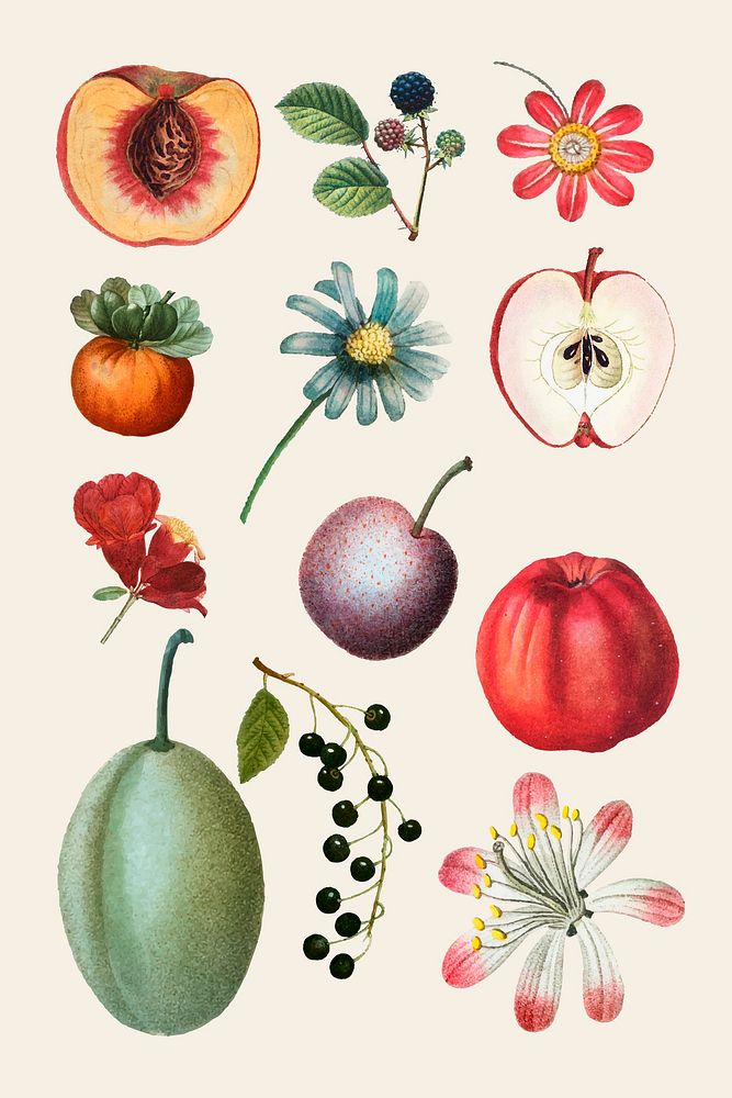 Fruit and flower vector vintage set hand drawn illustration