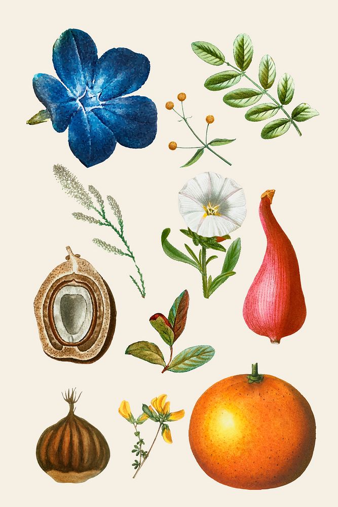 Fruit and flower vector vintage set hand drawn illustration