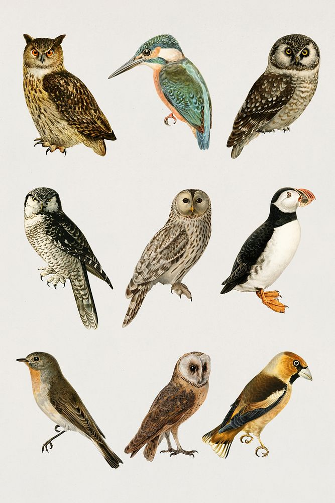 Vintage mixed owls hand drawn bird collection