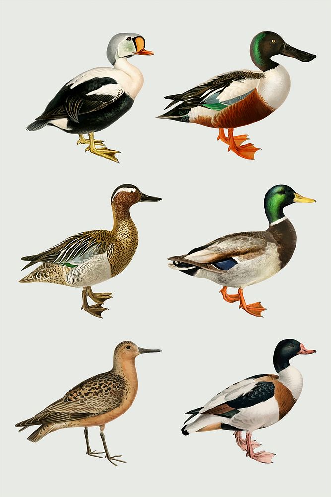Vintage bird and duck illustration vector set