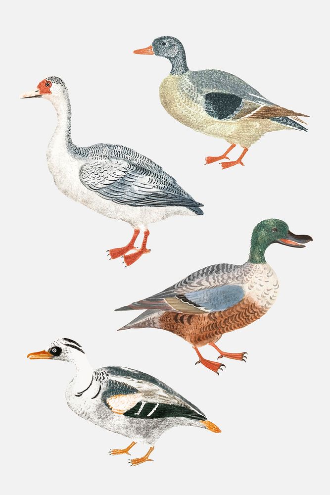 Mallard duck vector animal vintage hand drawn illustration set