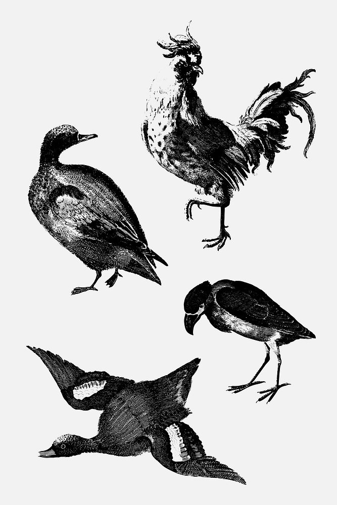 BW duck and bird vector animal vintage hand drawn illustration