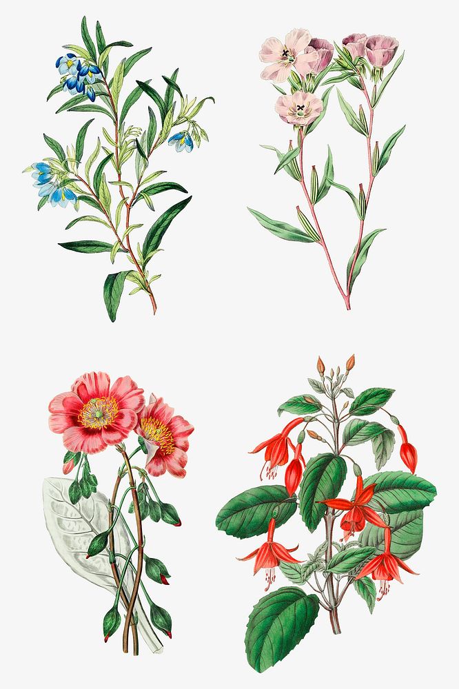 Flowers psd vintage botanical illustration set