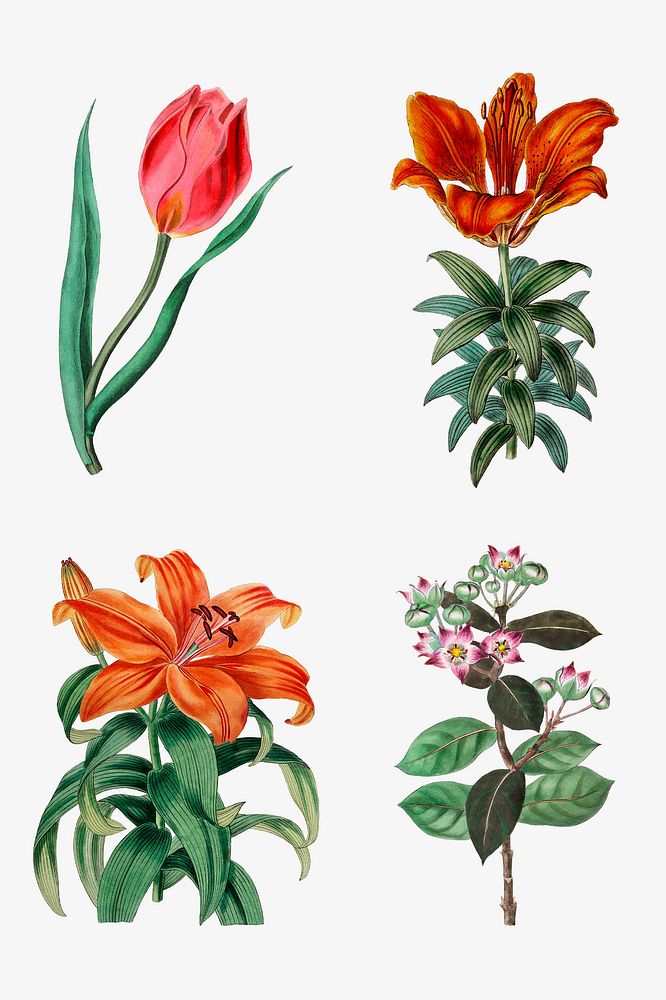Summer flowers psd botanical vintage illustration set