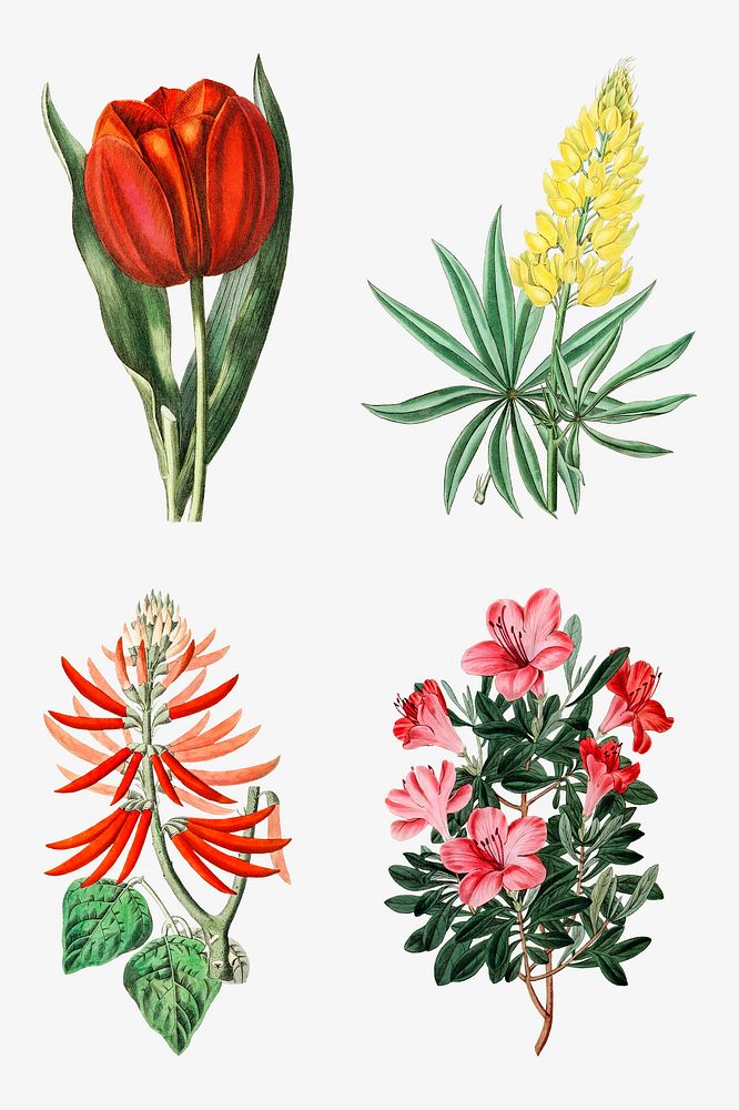 Vintage flowers psd illustration botanical drawing collection