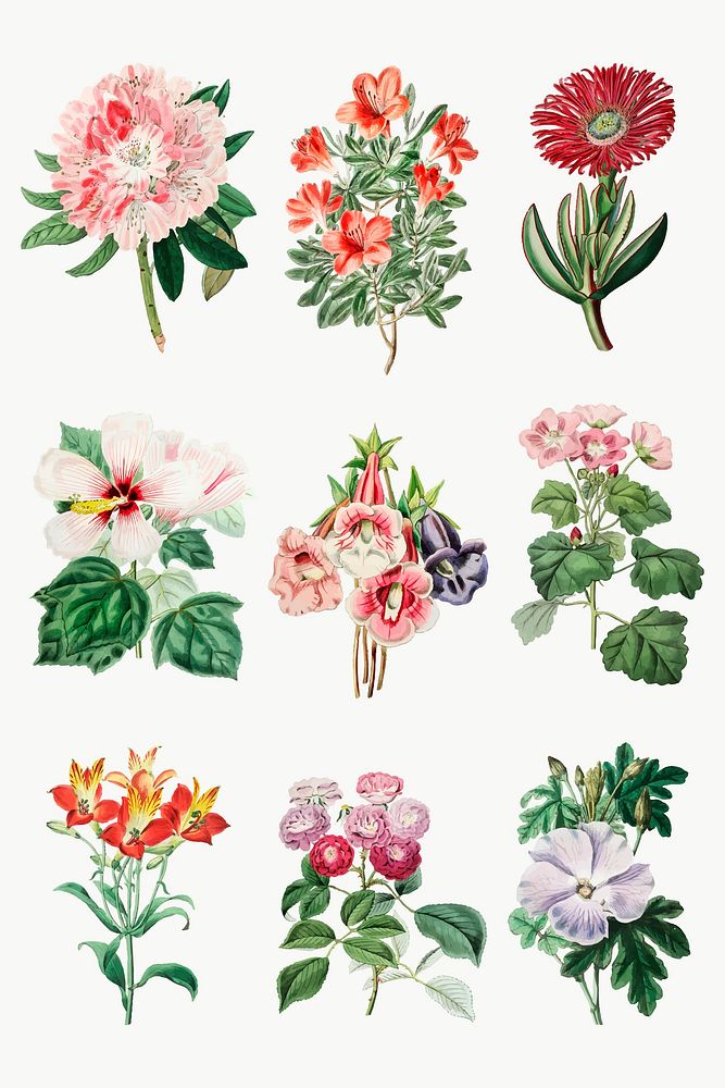 Flowers vintage botanical vector set