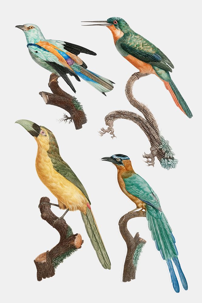 Vintage bird psd animal sticker set