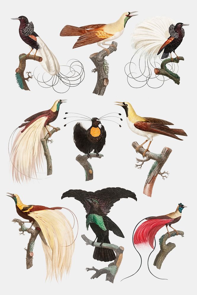 Vintage bird illustration psd set