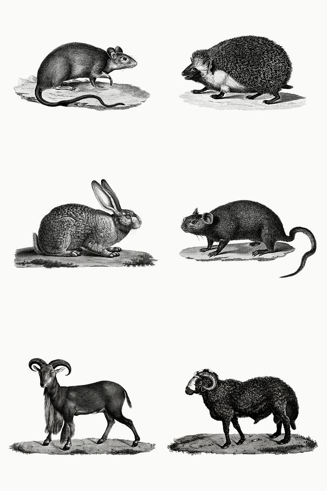 Vintage animal illustrations in black and white set