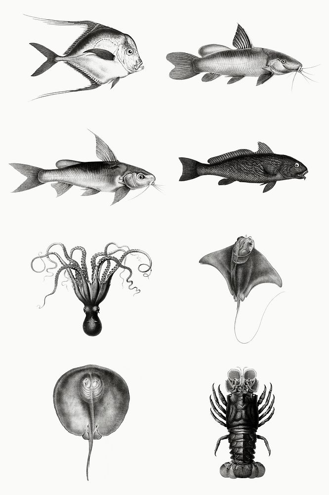 Black and white sea animals psd set