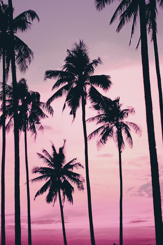 Pink tropical sky background, palm trees photo
