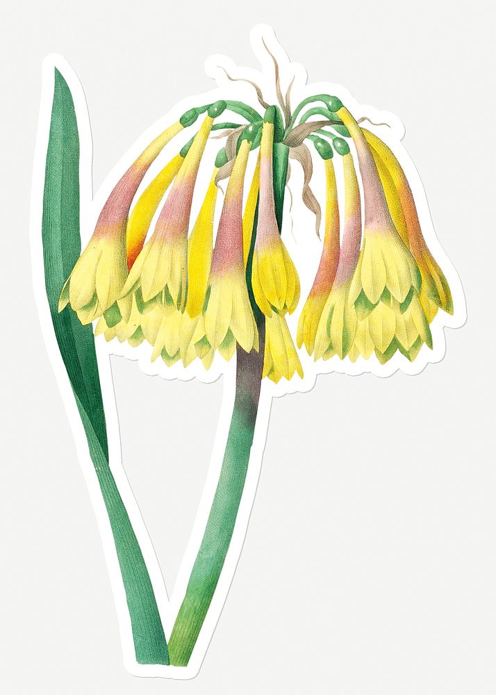 Knysna lily flower sticker design resource 
