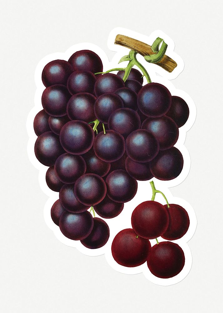 Hand drawn grapevine sticker with a white border