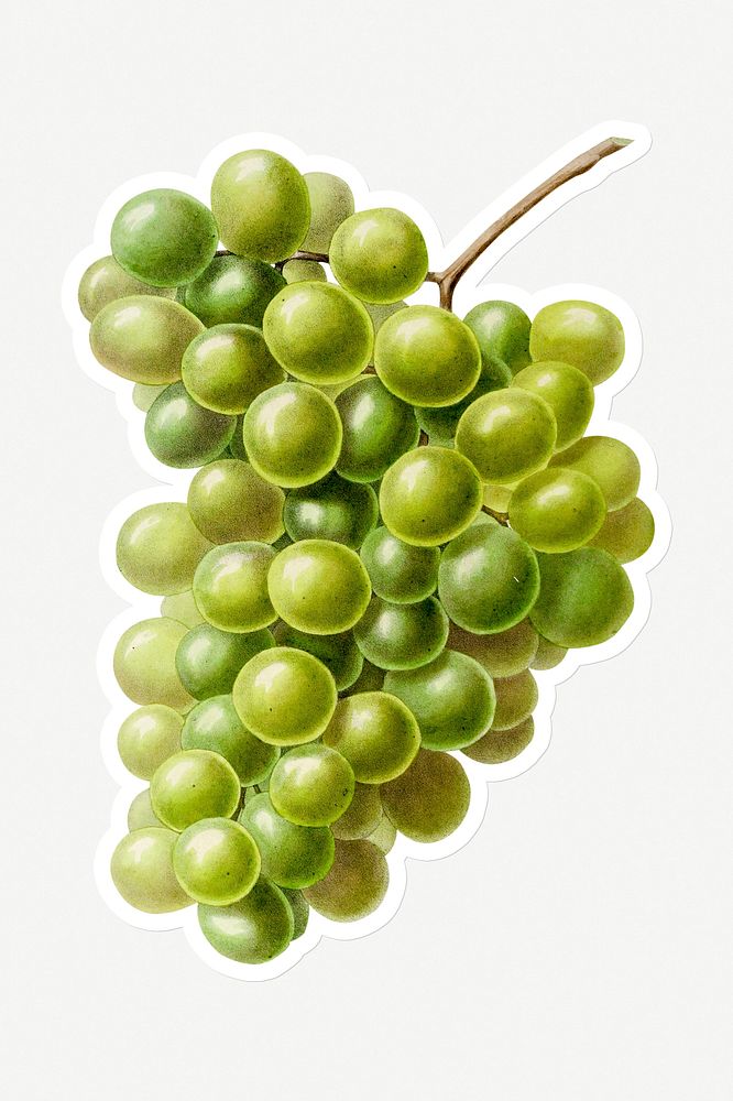 Hand drawn white grape sticker with a white border