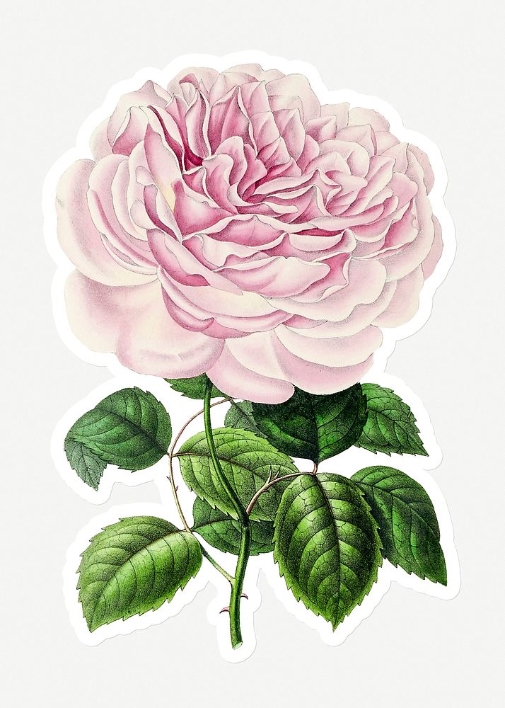 Hand drawn pink Chinese rose flower sticker with a white border