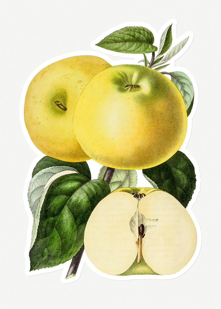 Hand drawn yellow apple sticker with a white border